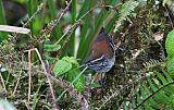 Bar-winged Wood-Wren